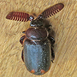 Cerapterus laceratus
